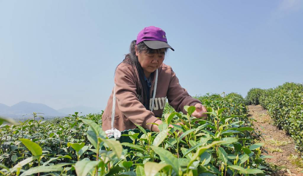 崇阳县青山镇：春茶开采正当时 茶香四溢助增收3.jpg