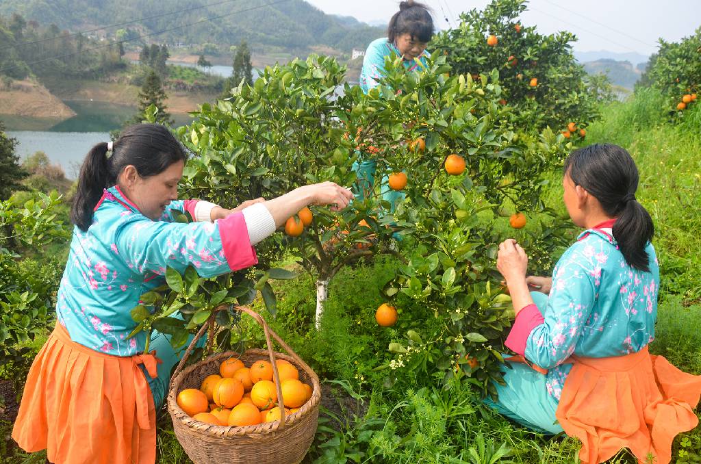 【你有好货 我来吆喝】崇阳：咬一口春天！6万斤爆汁春橙等你来摘.jpg