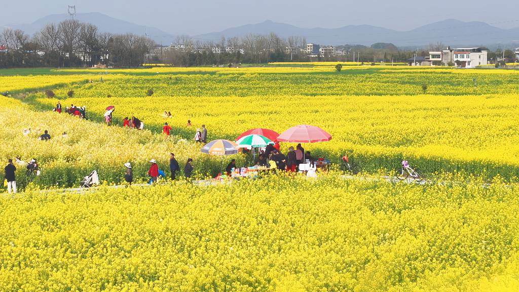 从赏花热到四季春 解码崇阳“花经济”产业链1.jpg