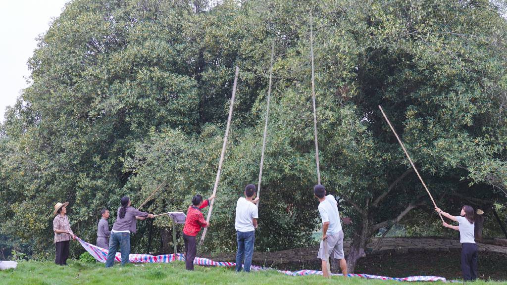 从赏花热到四季春 解码崇阳“花经济”产业链3.jpg