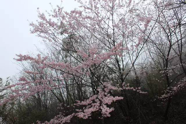 省内外游客可以到龙泉山欣赏万亩野生樱花的盛景,观看百幅小镇