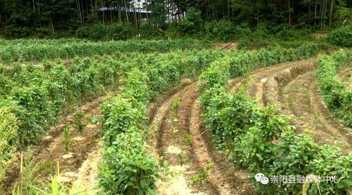 肖岭乡锁石村精准脱贫不落一人