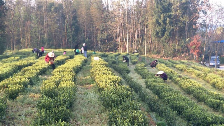 崇阳铜钟乡:黄土坡上茶飘香