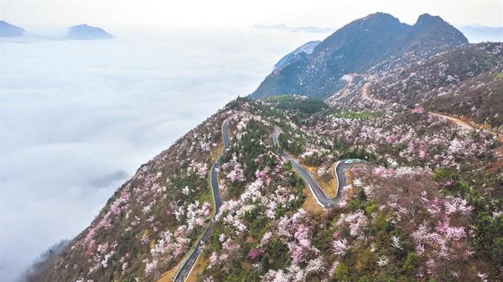 崇阳县铜钟乡大岭村龙泉山樱花谷旅游公路.