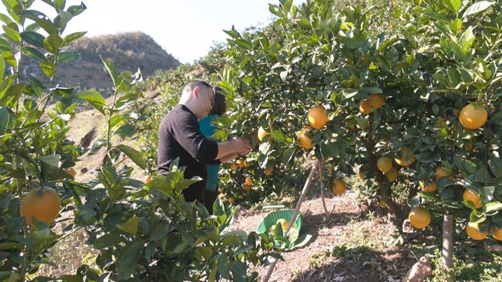 记者乡村行179崇阳县路口镇石头缝里种黄金致富路上果飘香