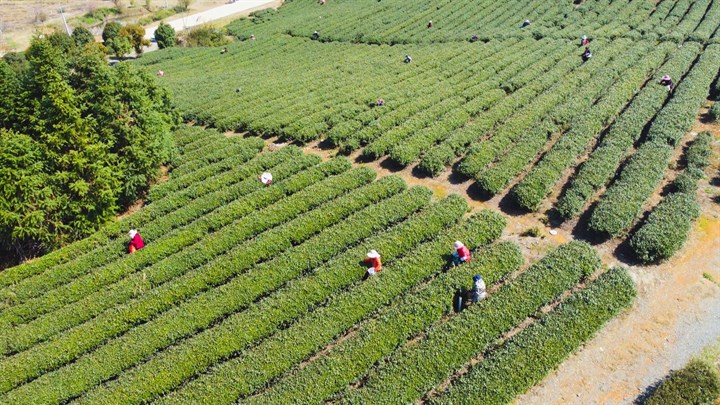 抢跑在春天崇阳县沙坪镇父子匠心传承茶香带富一方