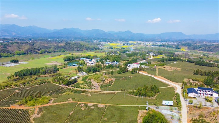 抢跑在春天崇阳县沙坪镇父子匠心传承茶香带富一方