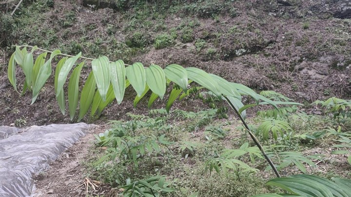 光照和雨量充足,土壤疏松肥沃,气候环境十分适合黄精生长