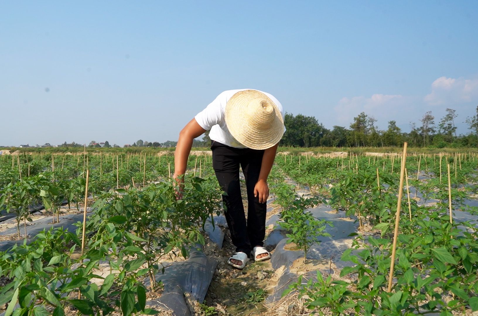 沙坪镇充分利用当地的土壤和气候优势,引进种植大户和优质杭椒品种